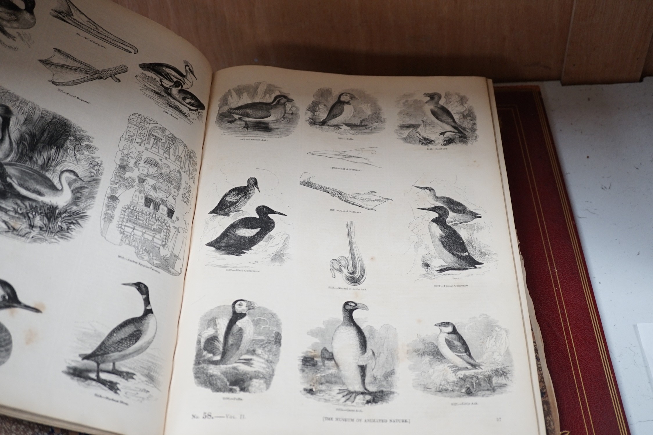 Two volumes of Museum of Animated Nature and a volume of London and Westminster Illustrated